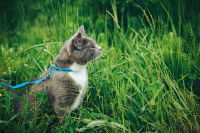 Un chat gris et blanc en promenade dans l'herbe