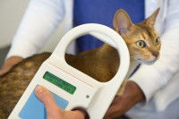 Un chat se fait installer une puce chez le vétérinaire