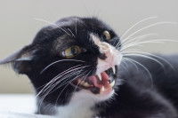 Un chat adulte couché montre les crocs