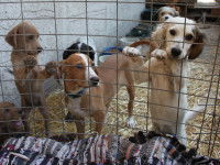 Plusieurs chiens prêts à être adoptés