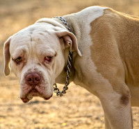 Un gros chien traumatisé