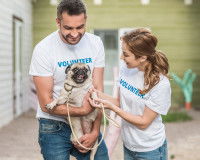 Un Carlin dans un refuge