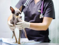 Un chien se fait pucer par un vétérinaire