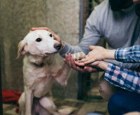 Un chien dans un refuge donnant sa patte à une nouvelle famille