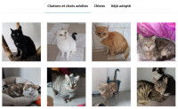 Des chats disponibles à l'adoption sur le site d'un refuge