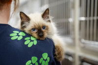 Une femme tenant un chaton dans ses bras dans un refuge