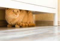 Un chat se cachant sous un meuble