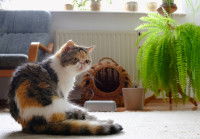 Un chat calico brachycéphale assis près de son panier et d'une plante verte dans un salon