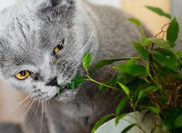 Un chat gris-bleu aux yeux orange mâche une plante