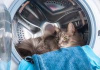 Un chat à poil long allongé sur du linge dans le tambour d'une machine à laver