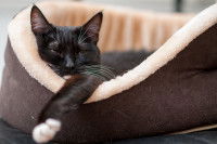 Un chat noir, menton et bout de patte blancs, sommeillant dans un lit pour chat douillet