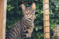 Un chat rayé avec un collier à grelot assis près d'un grillage dans le jardin