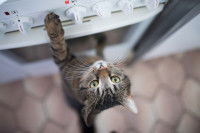 Un chat gris tigré à poil court tend la patte vers les boutons d'une cuisinière