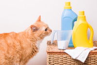 Un chat roux renifle un verre mesureur de lessive en poudre à côté duquel sont posés des bidons de détergent