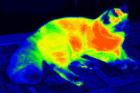 Image infrarouge d'un chat allongé en fausses couleurs allant du bleu (froid) au rouge (chaud)