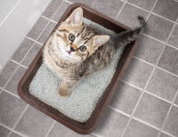 Un chaton gris tigré dans son bac à litière marron posé sur un carrelage gris