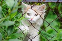 Un chaton blanc tente de passer la tête dans une maille d'un grillage métallique dans un jardin