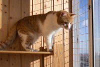 Un chat rayé roux et blanc regarde à travers une fenêtre sécurisée par un grillage