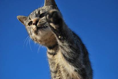 Apprendre A Vivre Avec Son Nouveau Chat