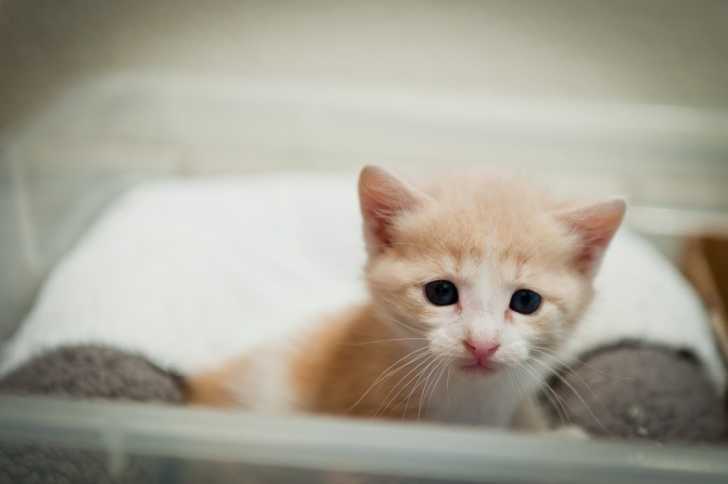 Arrivee D Un Chaton A La Maison Preparer Son Environnement