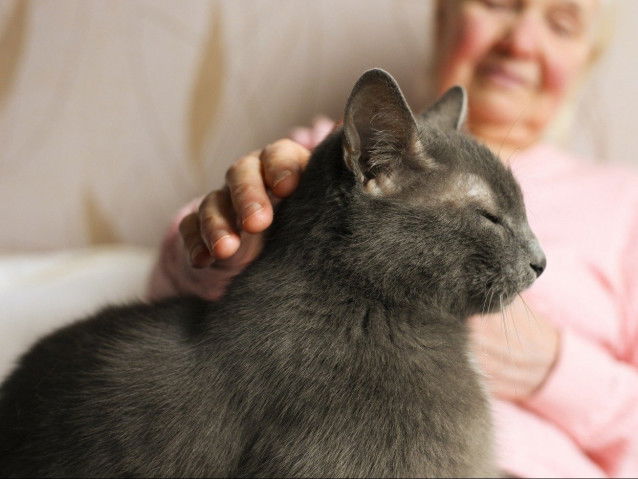 Le chat réduit les risques de maladies cardiovasculaires
