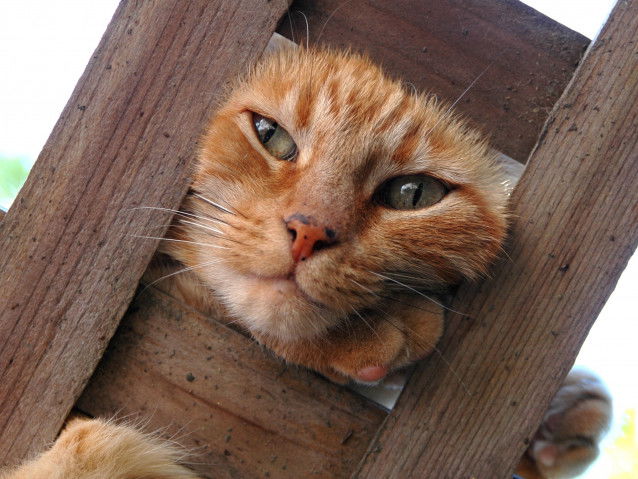 Le chat fait rire
