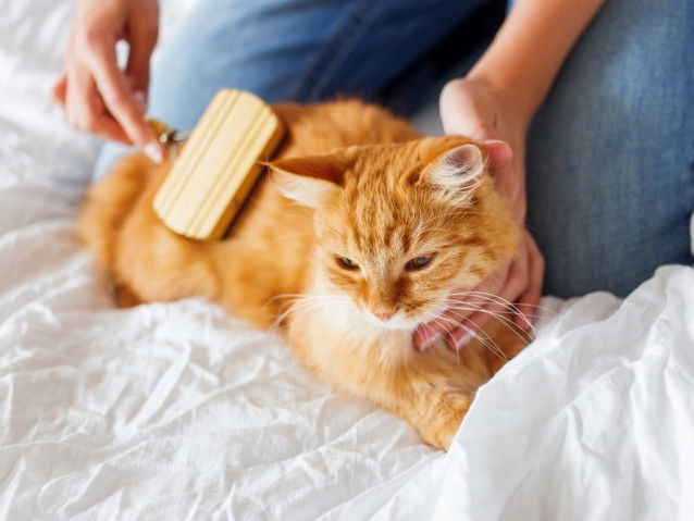 Le chat cadre et structure la vie
