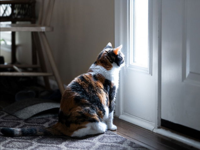 Le chat procure une sensation de sécurité