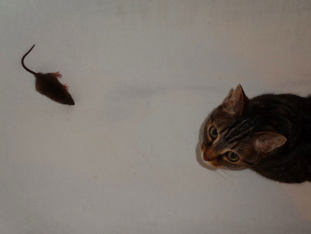 Le chat élimine les rats et les souris