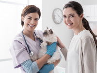 Un chat adulte est moins fragile