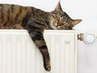 Un chat adulte est plus indépendant