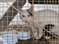 Adopter un chat adulte, c'est sauver une vie