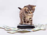 Un chat âgé est plus économique