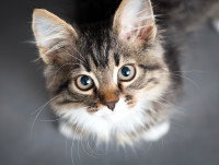 Une photo d'un chaton vu d'en haut