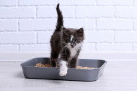 Un chat sortant de son bac à litière