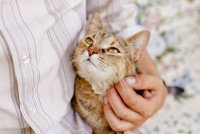 Un chat regardant un humain qui le caresse et contre lequel il est appuyé