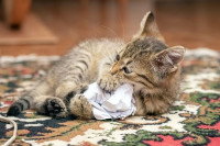 Un chat s'amusant avec une boule de papier