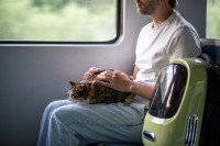 Un chat sur les genoux d'un homme dans un train