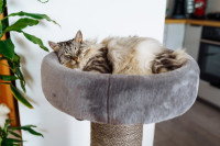 Un chat dormant dans un panier
