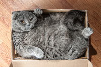 Un chat allongé sur le dos et incroyablement comprimé dans un petit carton