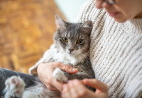 Une femme tenant un chat dans ses bras