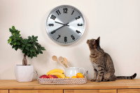 Un chat installé sur un meuble en bois et regardant une pendule