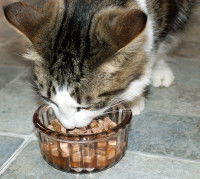 Un chat tigré mangeant sa pâtée dans une gamelle en verre