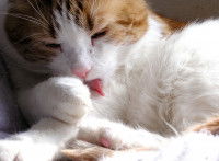 Un chat roux et blanc se léchant la patte