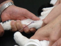 Un chat recevant un produit anti-puces