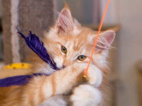 Un chat roux jouant avec un jouet suspendu à un fil