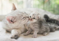 Une chatte toilettant son châton