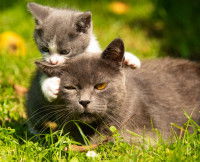Un chaton mordillant l'oreille de sa mère