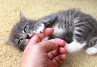 Un chaton mordillant la main de son propriétaire