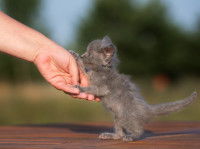 Un chaton agrippé à la main de son propriétaire